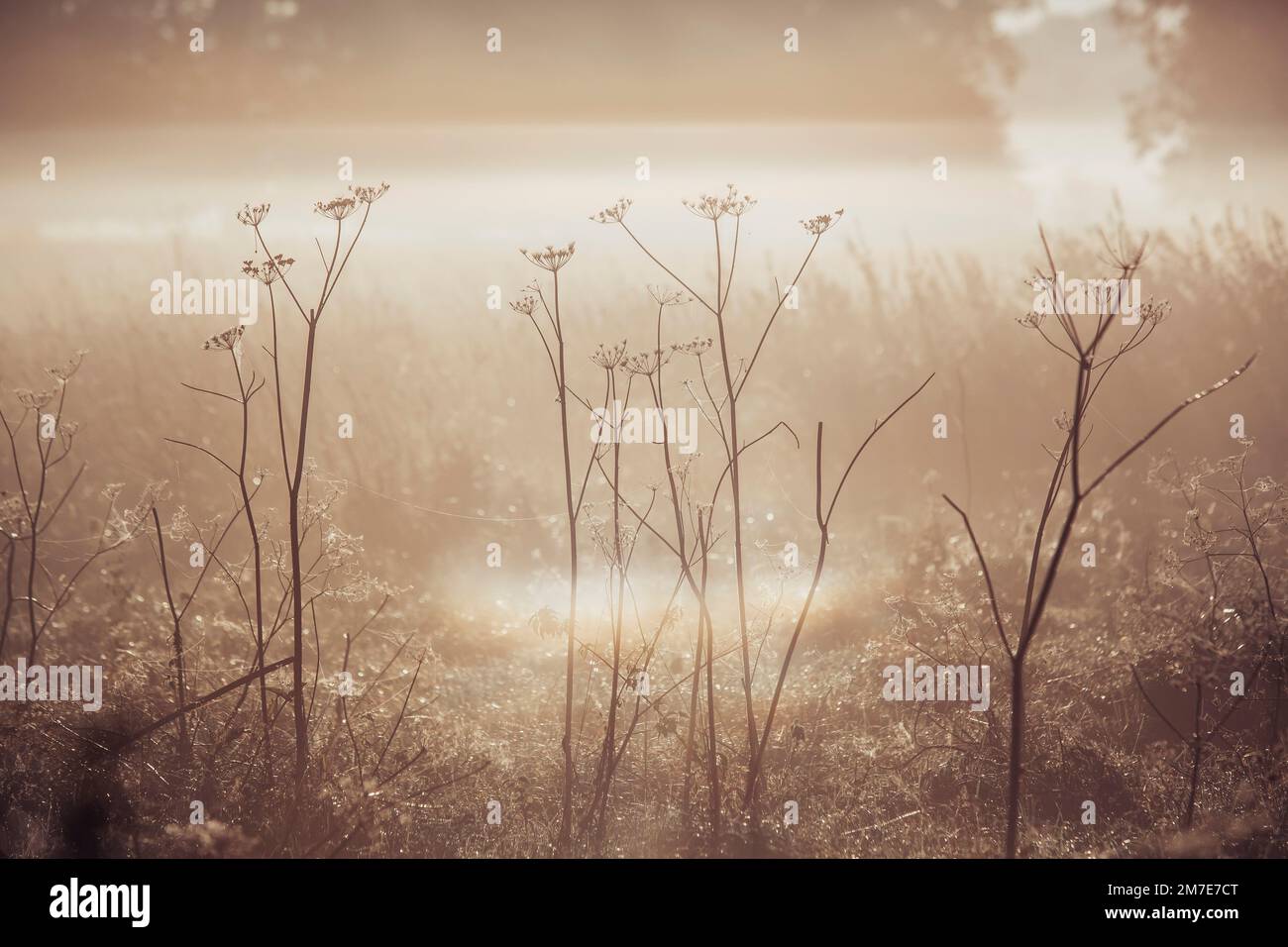 Rising sun flare hi-res stock photography and images - Alamy