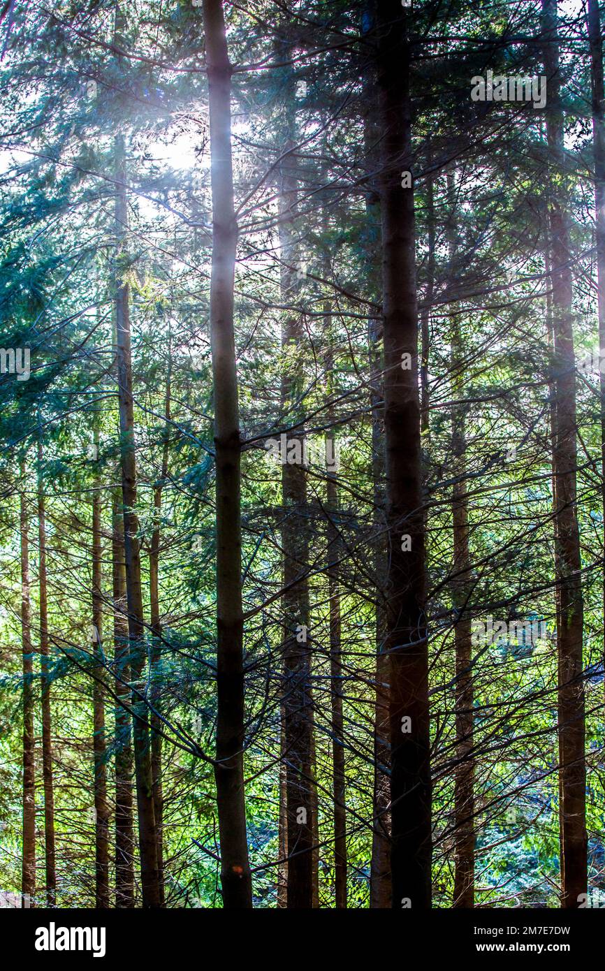 Looking through tall fir trees at the sun shinign in the sky behind