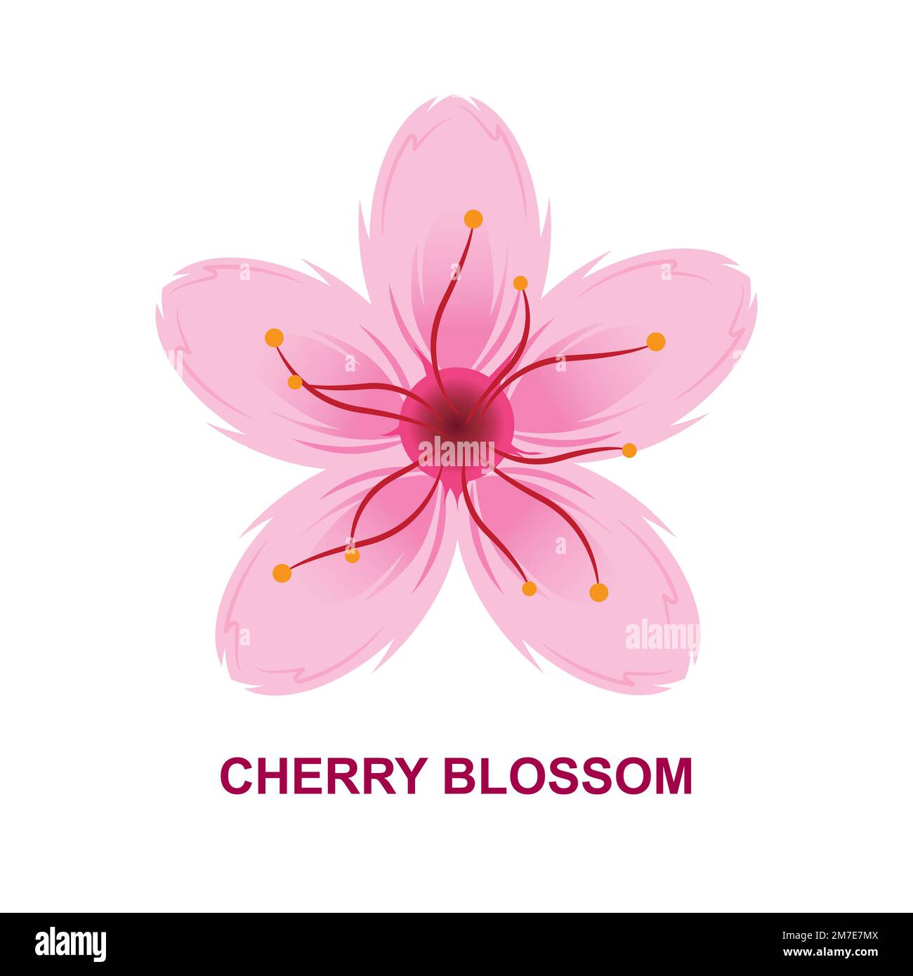 Cherry Blossom Vector Illustration Stock Vector