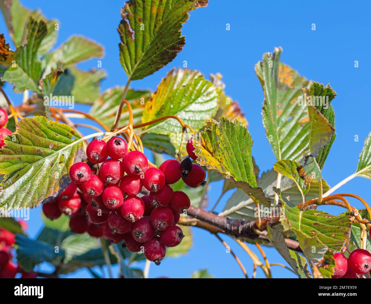Fruits from the meal berry tree in a close-up Stock Photo