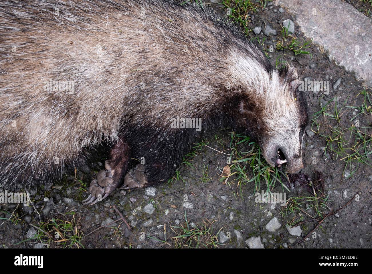 Roadkill, an adult badger lays dead on the road after being hit by a