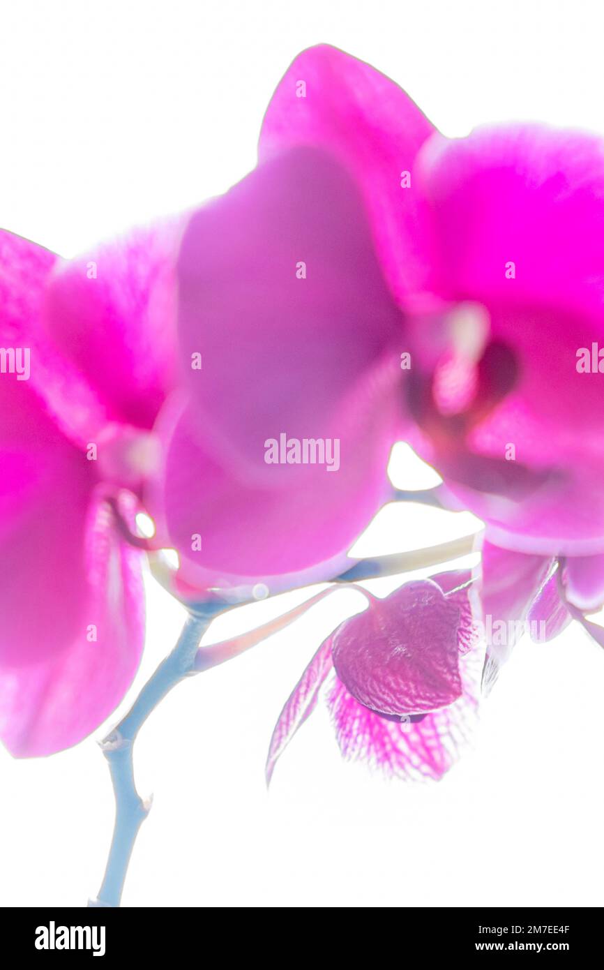 Close up of a bright pink orchid palnt with large soft flowers and bright white background. Stock Photo