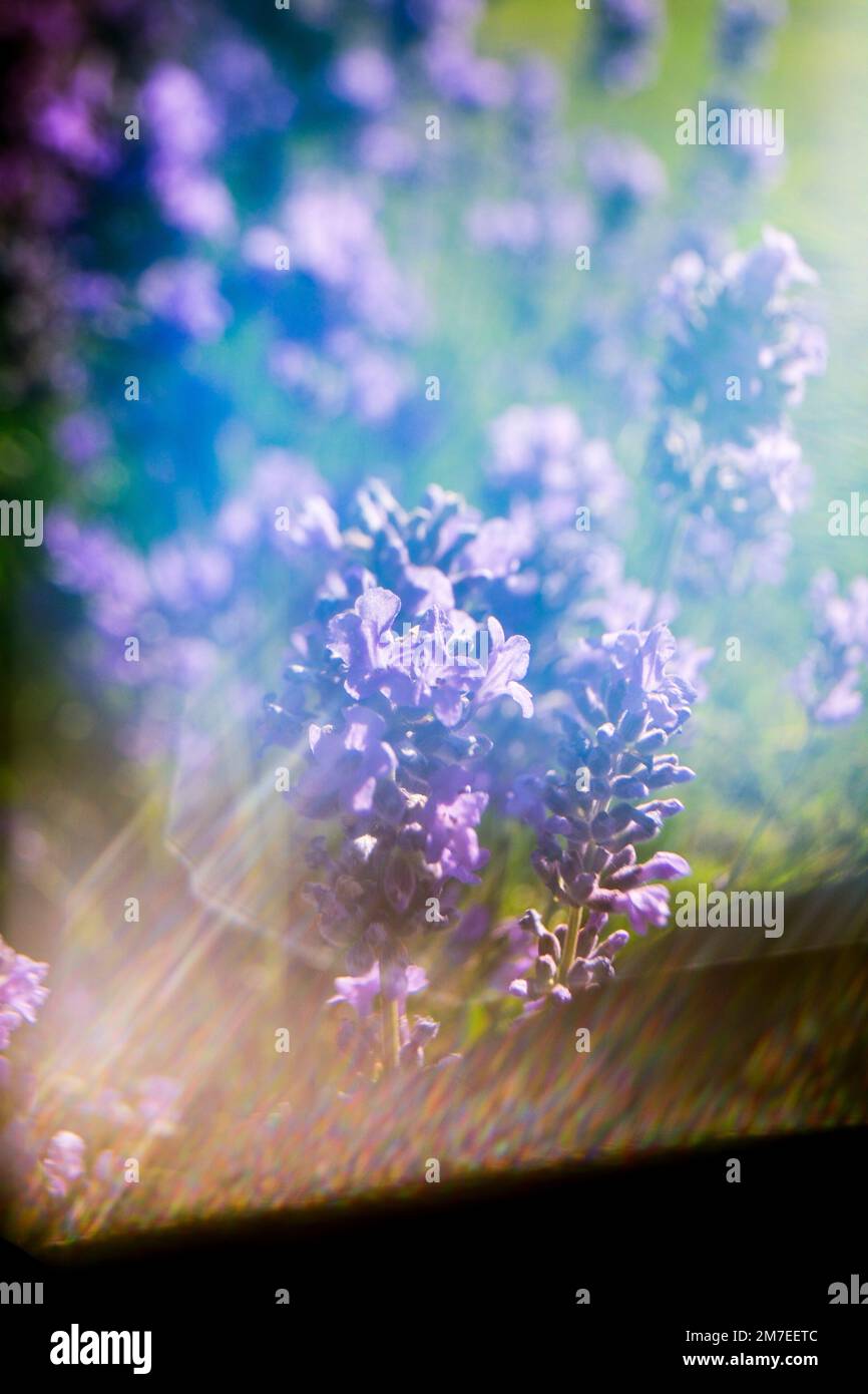 A Lavender bush with flare from the sun creating abstract patterns ...