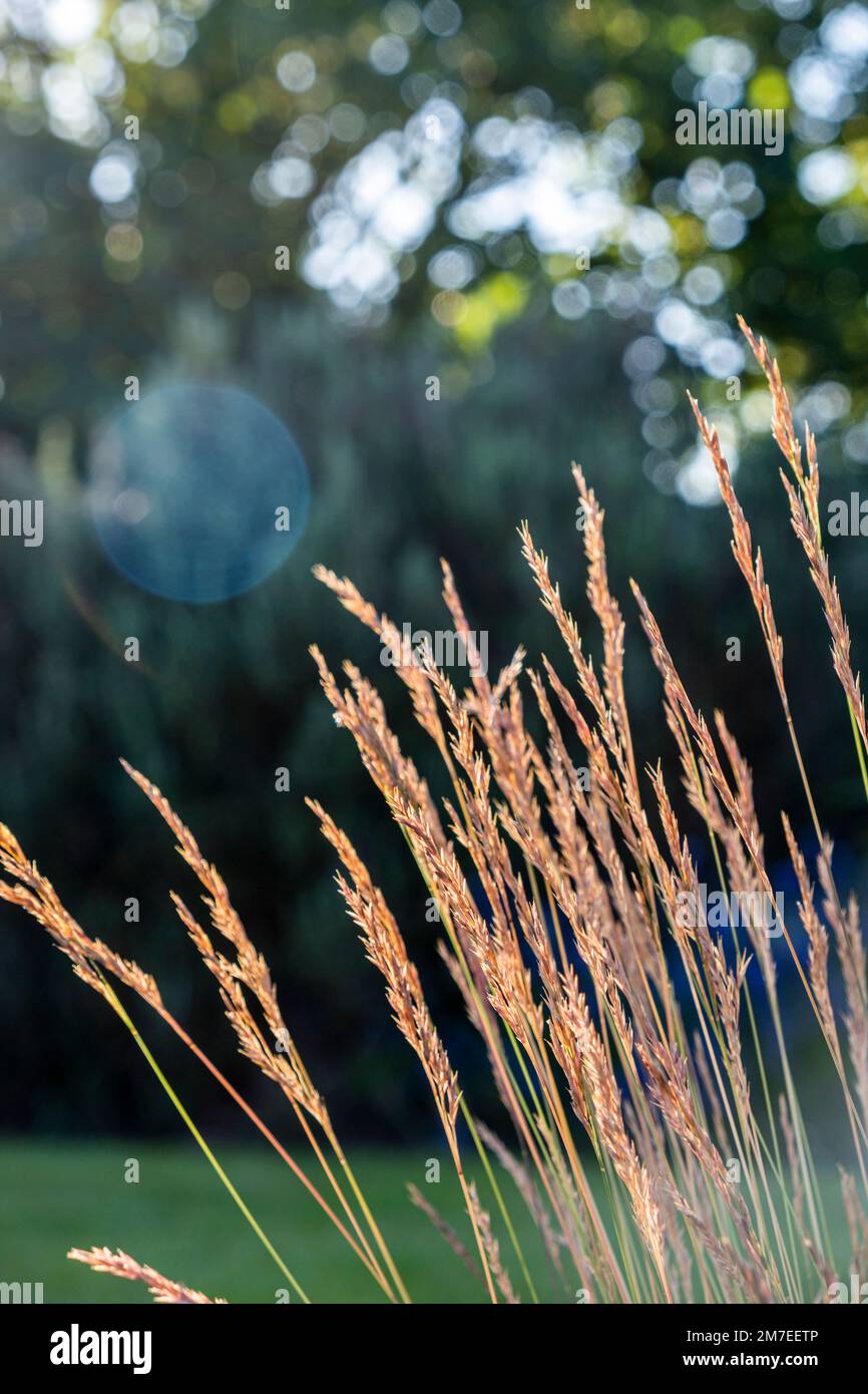Delicate ornamental grasses backlit by the bright setting sun Stock