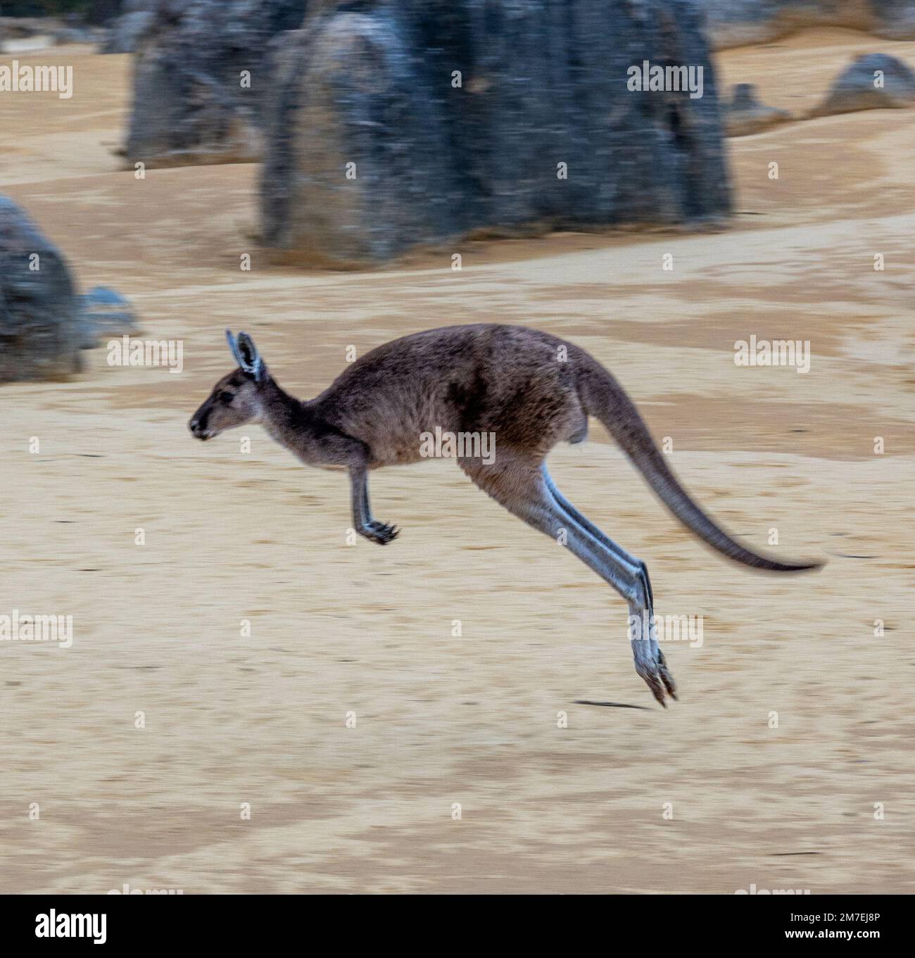 Kangaroo hopping in desert Stock Photo