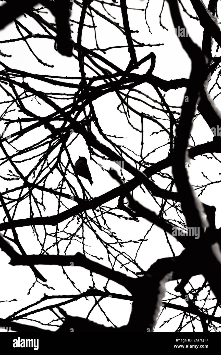 Silhoutted branches of a leafless tree in winter. Stock Photo