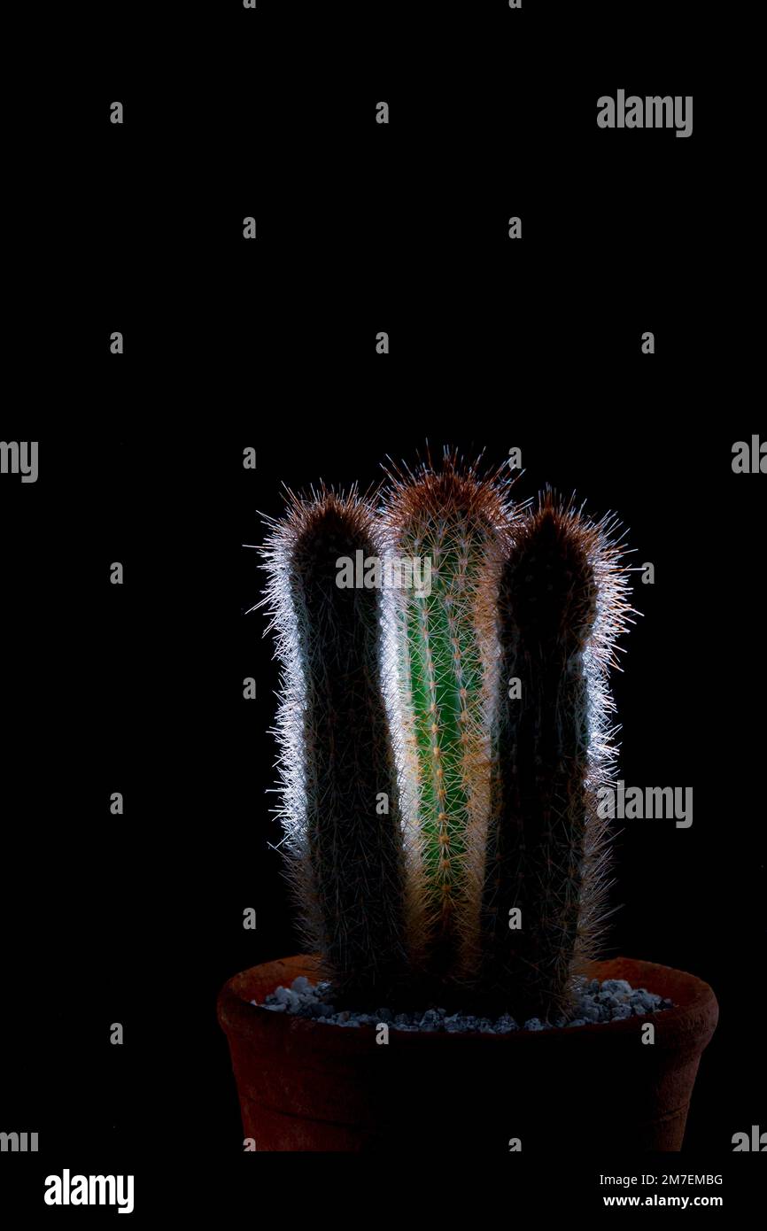 Close up detail of cactus plants backlit to highlight the long sharp ...