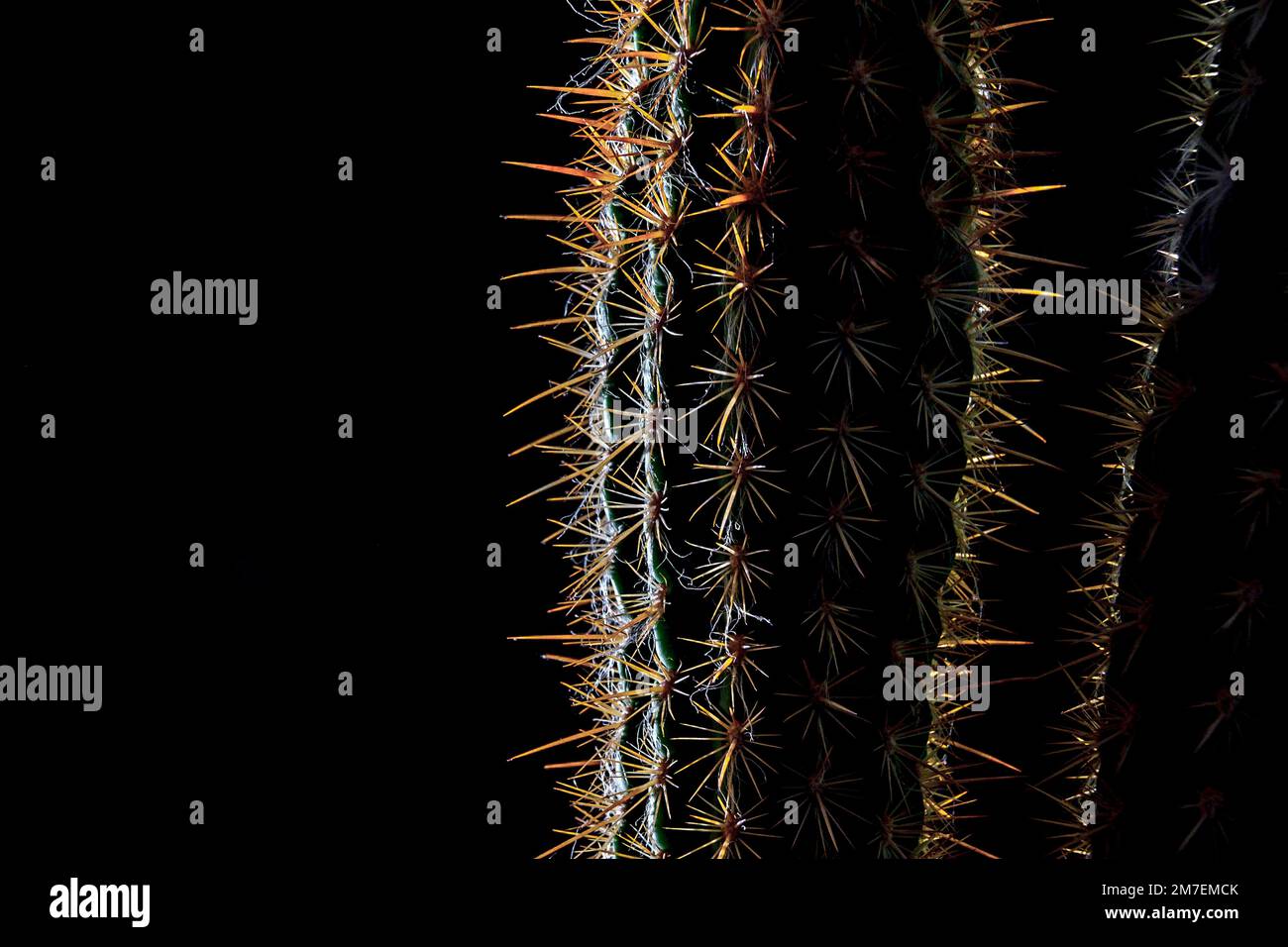 Close up detail of cactus plants backlit to highlight the long sharp