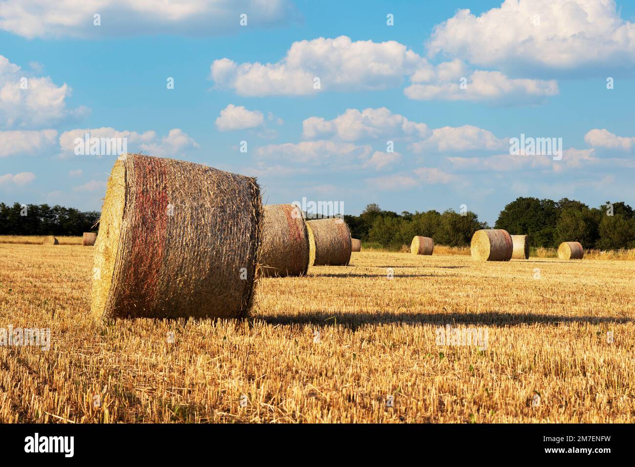 Wheat field landscape with bales of straw Stock Photo - Alamy