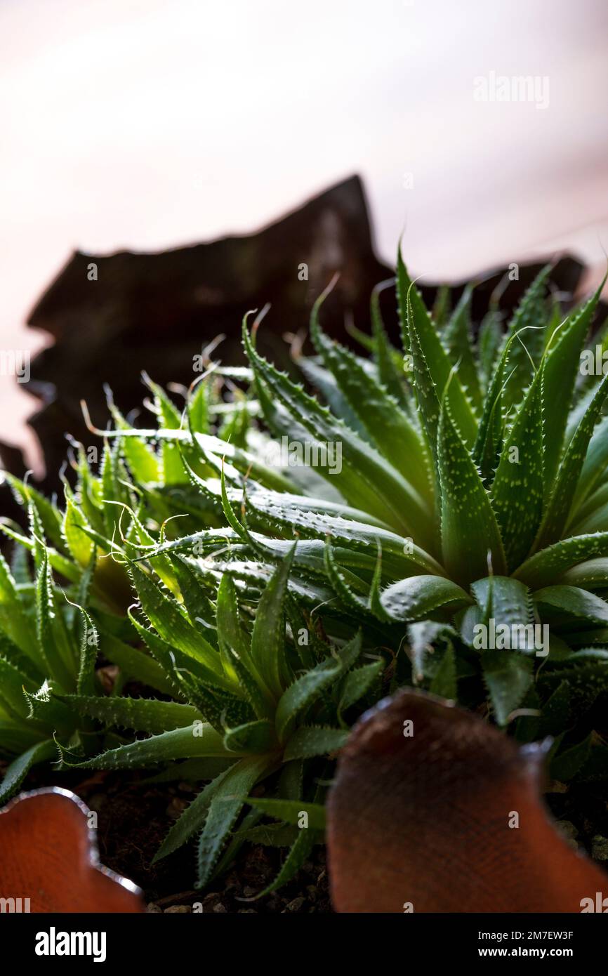 A ceramic bowl with a large twisted succulent plant. Stock Photo