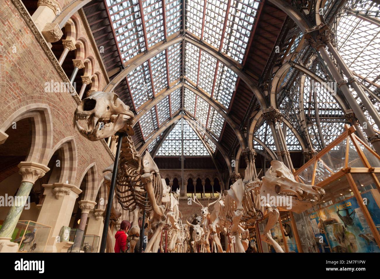The main court of the Oxford Museum of Natural History, Oxford, UK Stock Photo