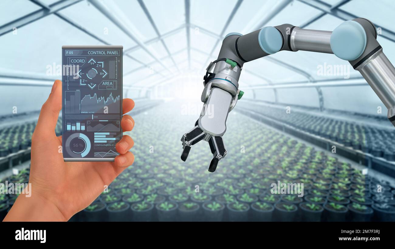 A farmer controls agricultural robot through a smartphone mobile application. Smart farming and digital agriculture 4.0 Stock Photo