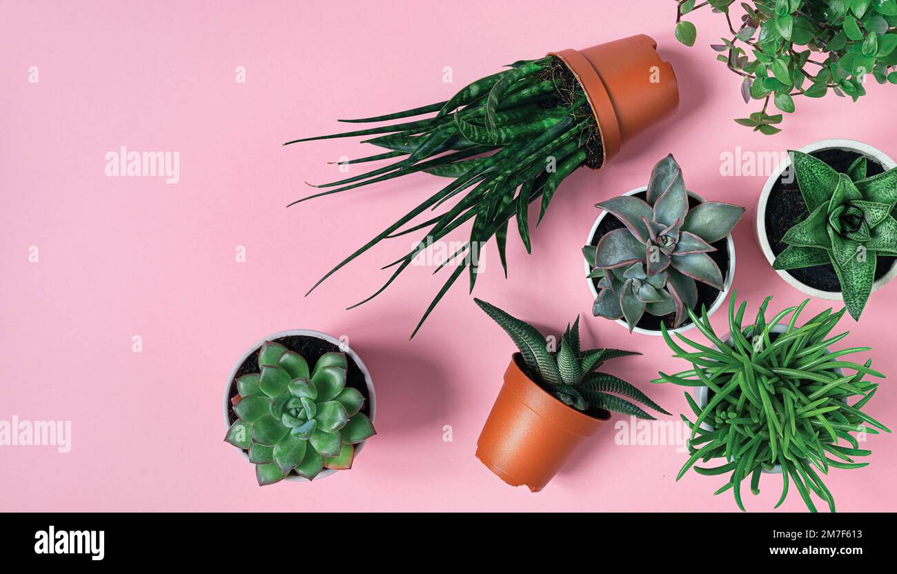 Succulent mini plants: gasteria, echeveria, senecio, pachyphytum and haworthia on the pink background, top view with copy space, home gardening concep Stock Photo