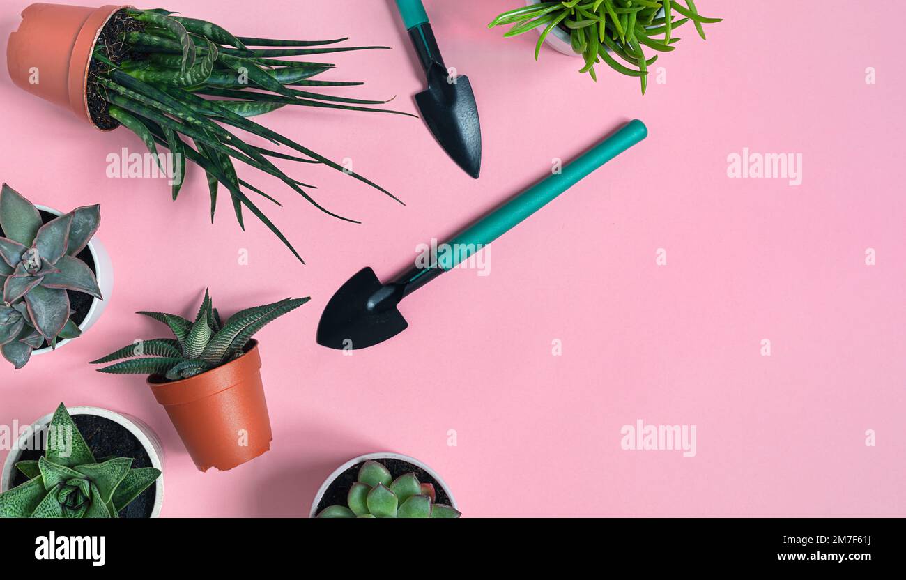Succulent home plants: gasteria, echeveria, senecio, pachyphytum and haworthia and gardening tools on the pink background, top view with copy space Stock Photo