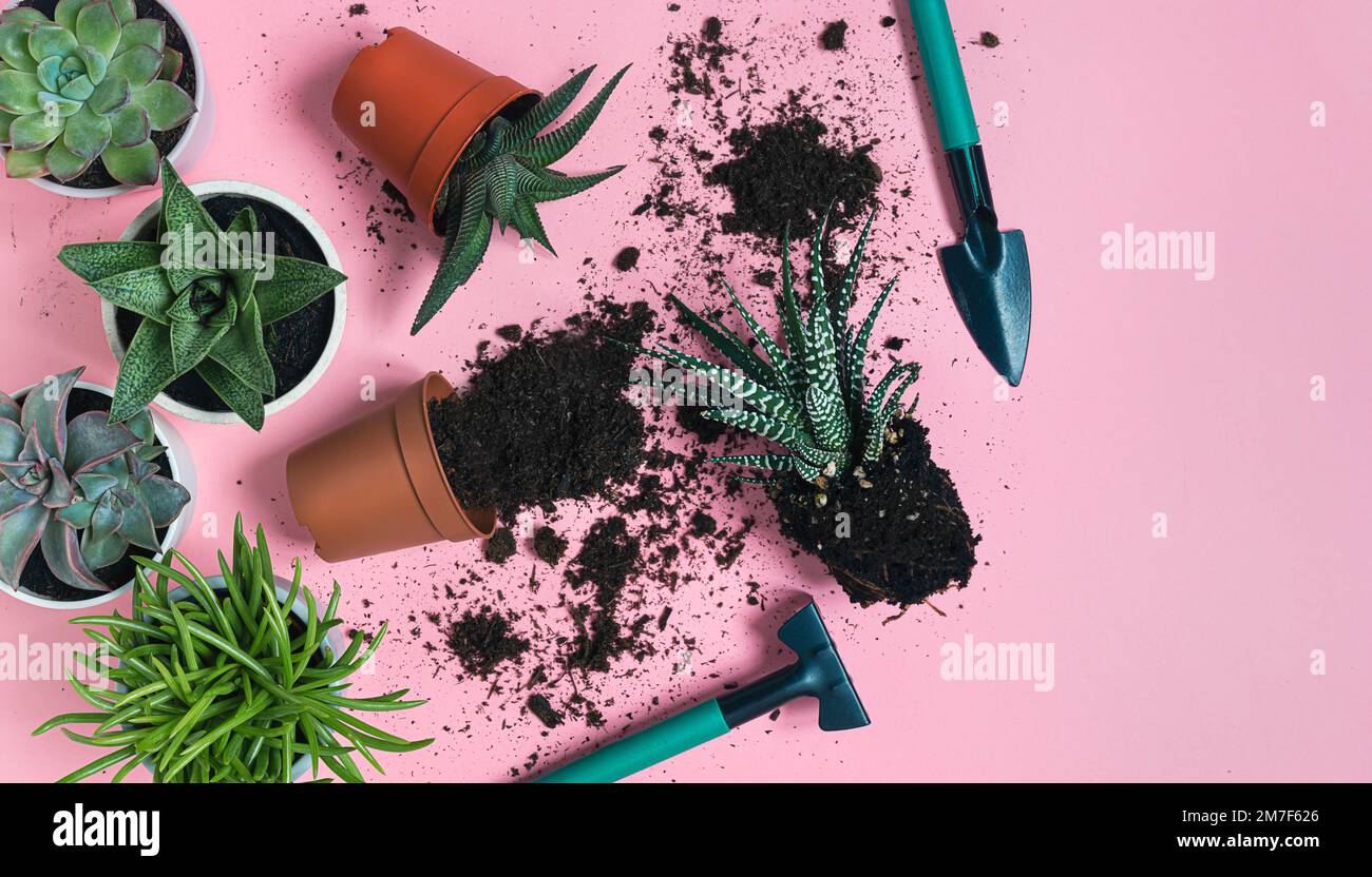 Succulent plants: gasteria, echeveria, senecio, pachyphytum and haworthia and gardening tools on the pink background, top view with copy space, home g Stock Photo