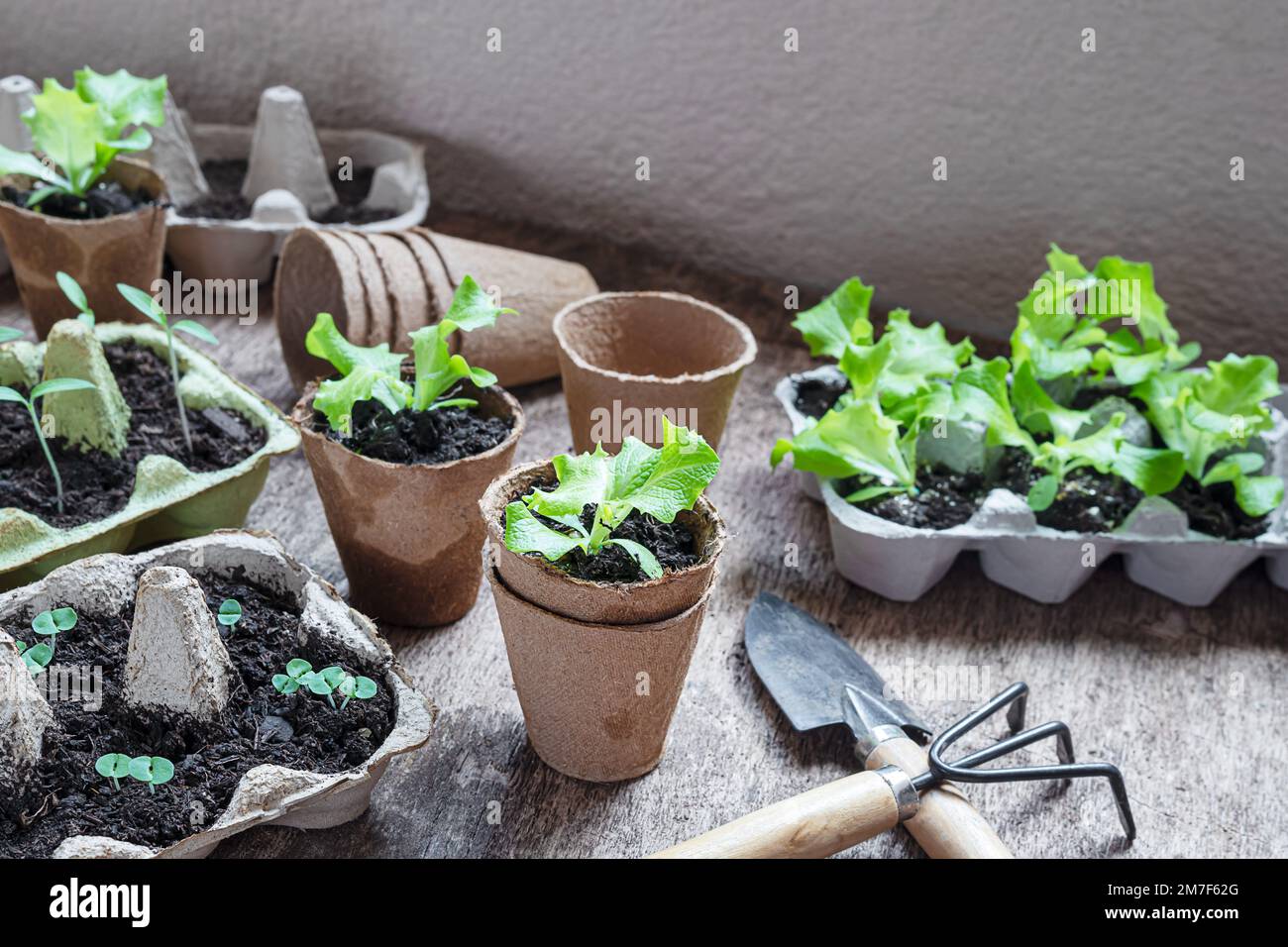 Seedlings in reused egg trays and coconut biodegradable pots on the