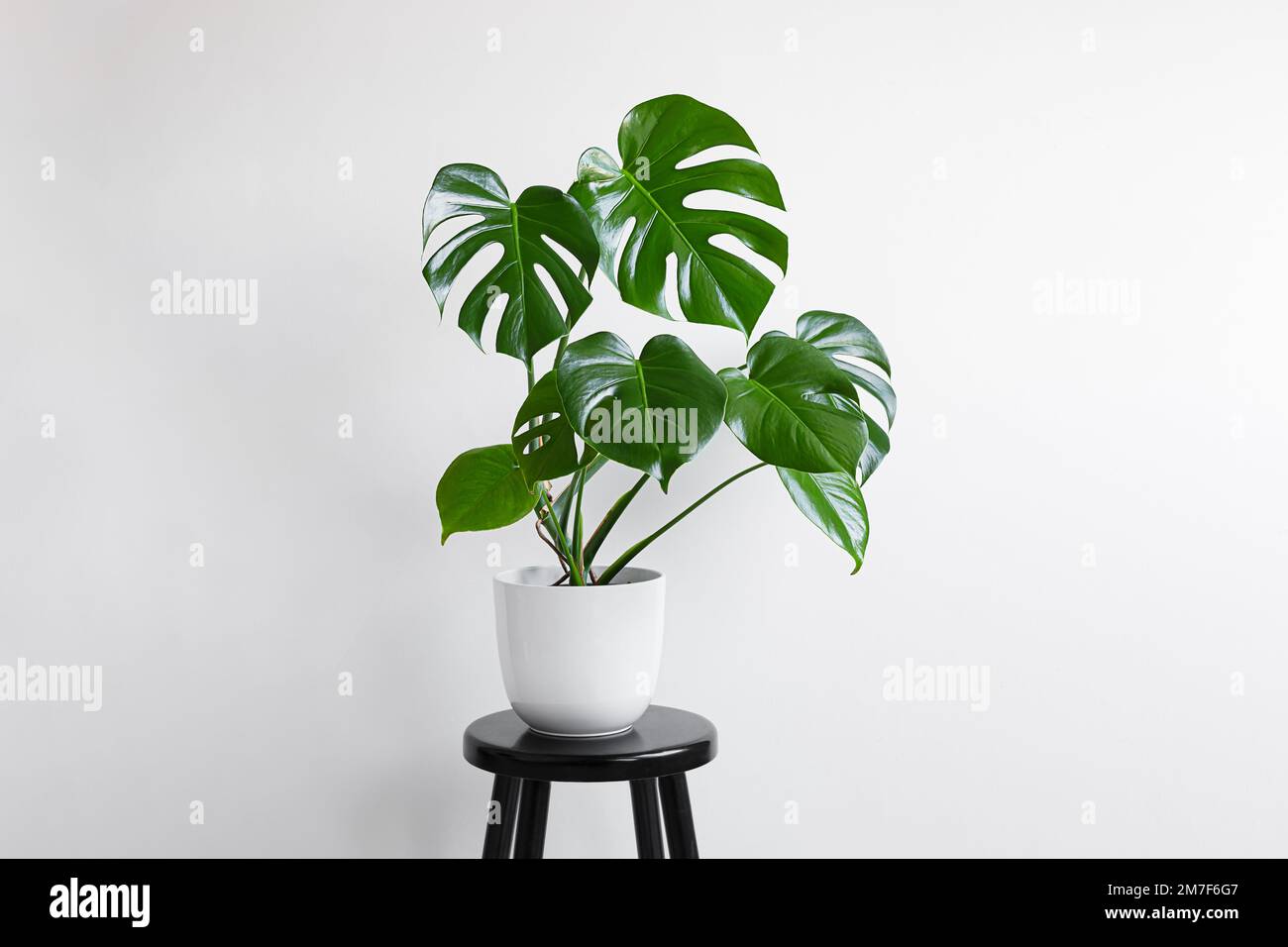 Young plant of Monstera deliciosa or Swiss Cheese Plant in a white flower pot on the light background with copy space, home gardening and connecting w Stock Photo