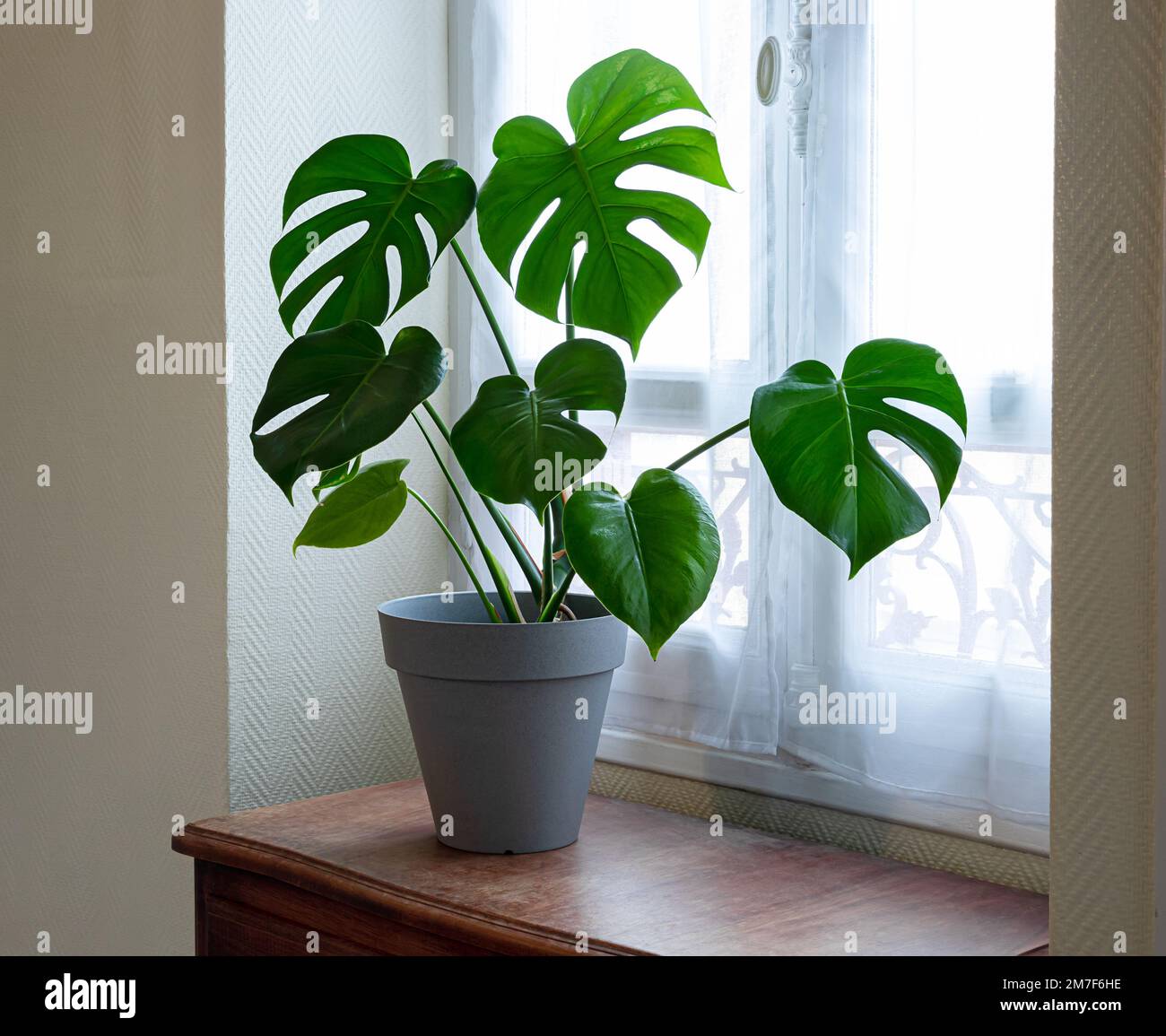 Swiss cheese plant or Monstera deliciosa on an old wooden furniture near the window, urban jungle concept Stock Photo