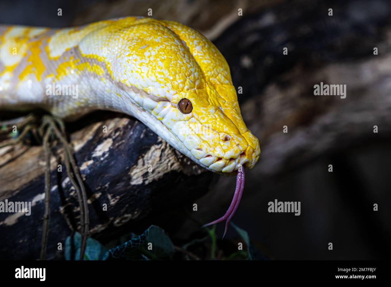 Snake is best sale reptile or amphibian