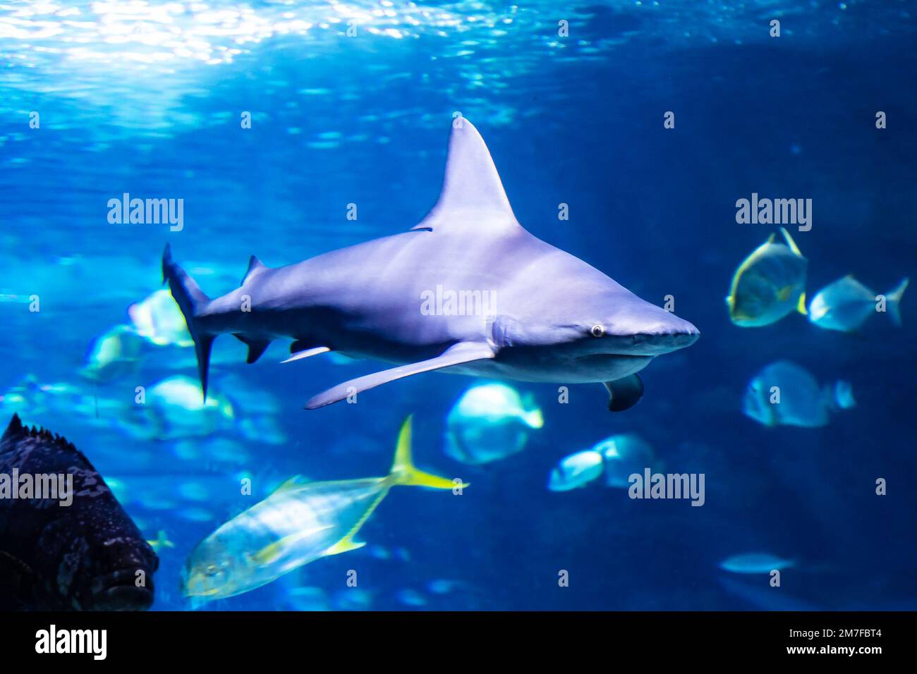 Shark in the water. Aquatic creature. Water world. Sea, ocean, lake and river fauna. Zoo and zoology. Nature and animal photography. Stock Photo