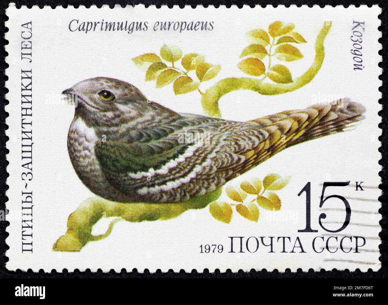 USSR - CIRCA 1979: Postage stamp 15 kopeck printed in the Soviet Union shows European Nightjar on wood with inscription Caprimulgus europaeus. Post st Stock Photo