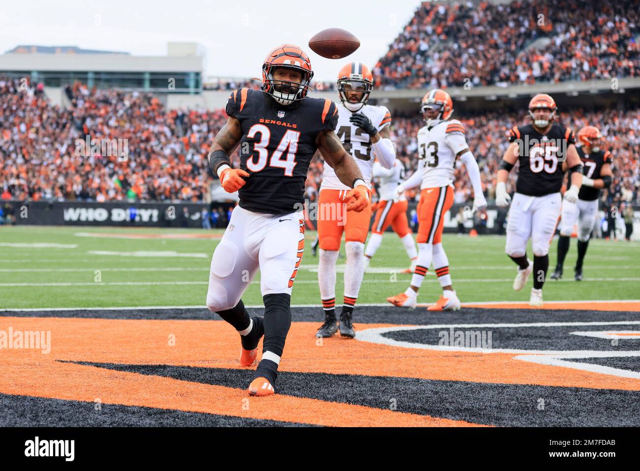 Cincinnati Bengals running back Samaje Perine (34) runs for the play during  an NFL football game against the San Francisco 49ers, Sunday, Dec. 12,  2021, in Cincinnati. (AP Photo/Emilee Chinn Stock Photo - Alamy