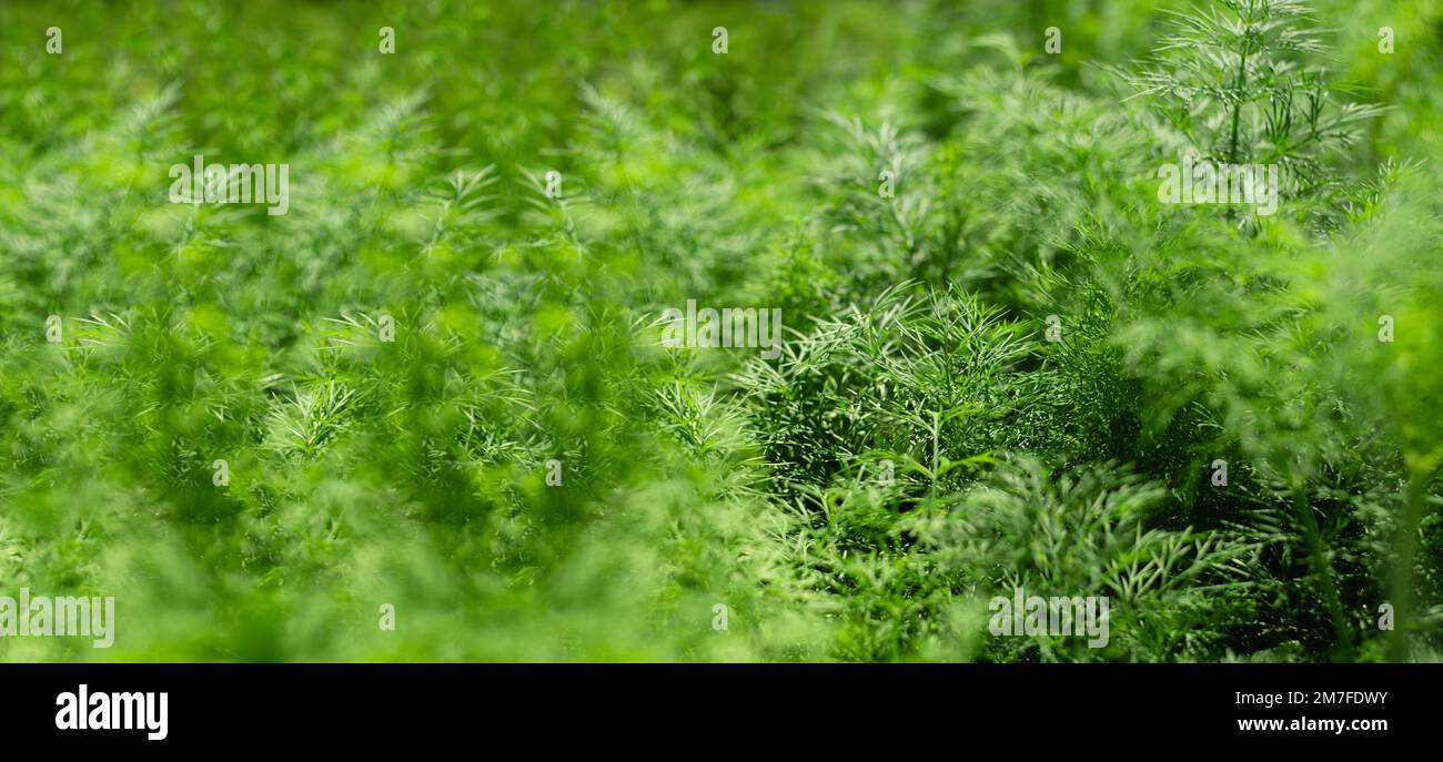 Panoramic wide green grass background Stock Photo
