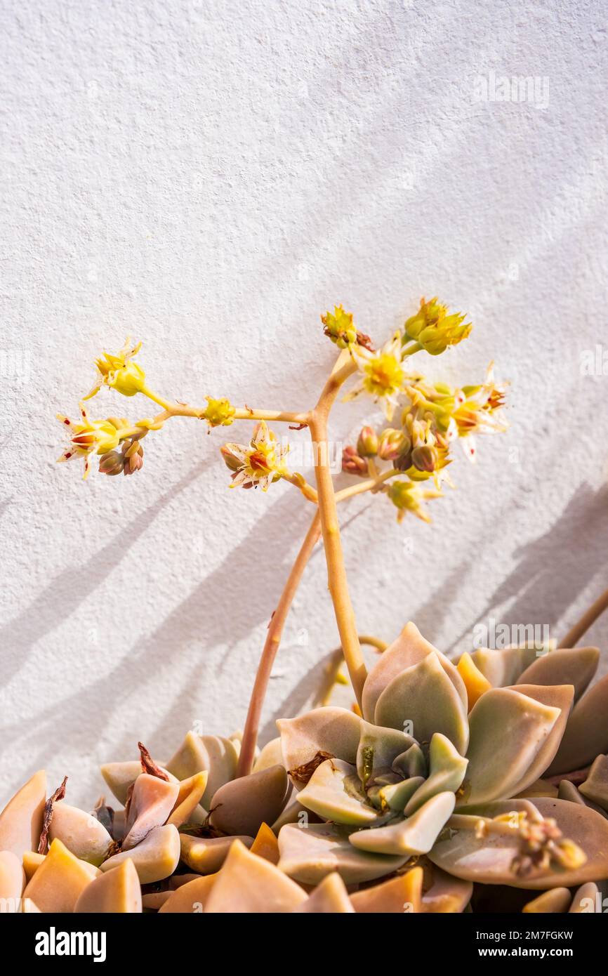 Graptopetalum paraguayense - species of succulent plant in the jade plant family, Crassulaceae. Stock Photo