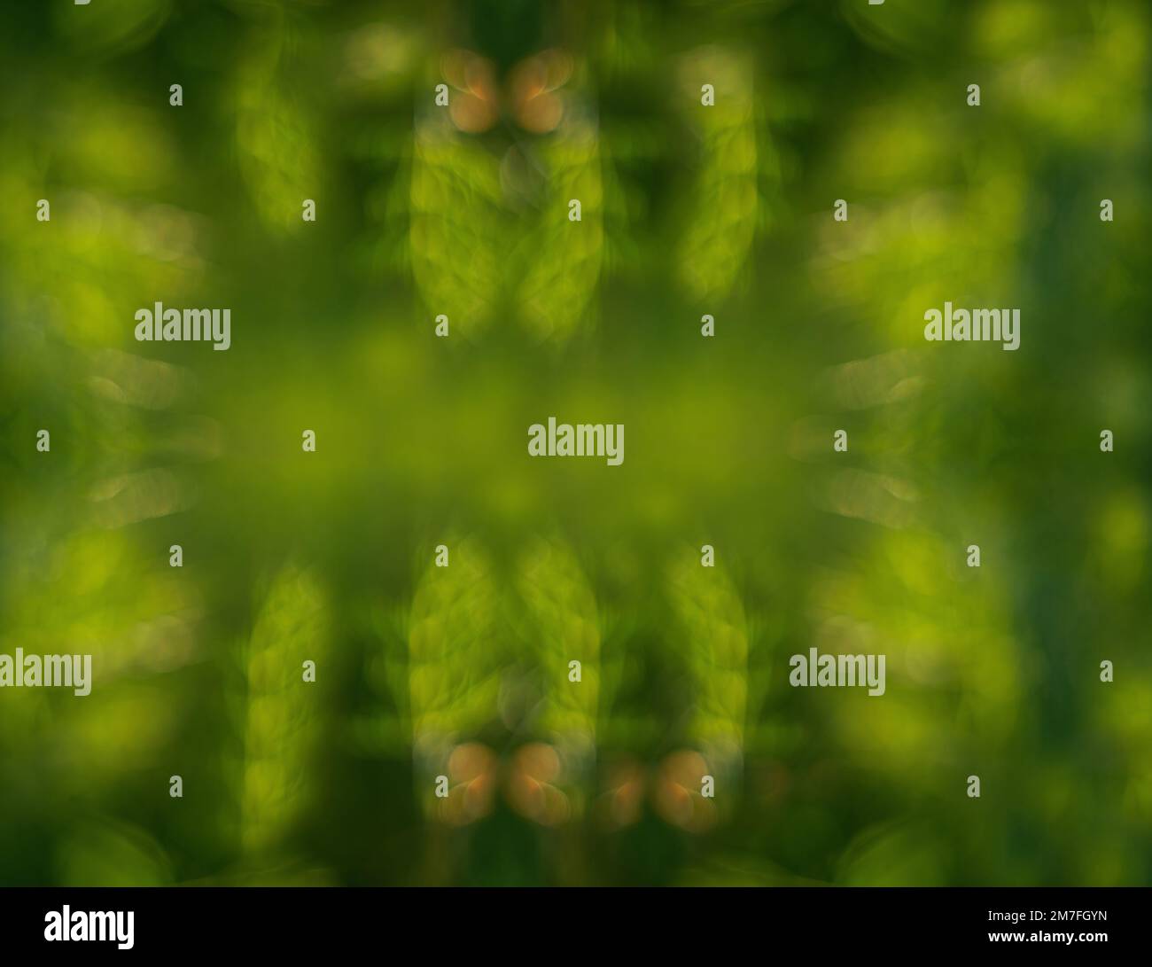 Abstract background of plant, defocus grass Stock Photo