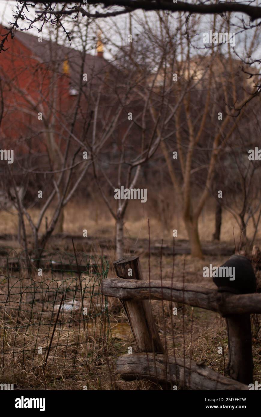 Vertical shot plants trees hi-res stock photography and images - Alamy