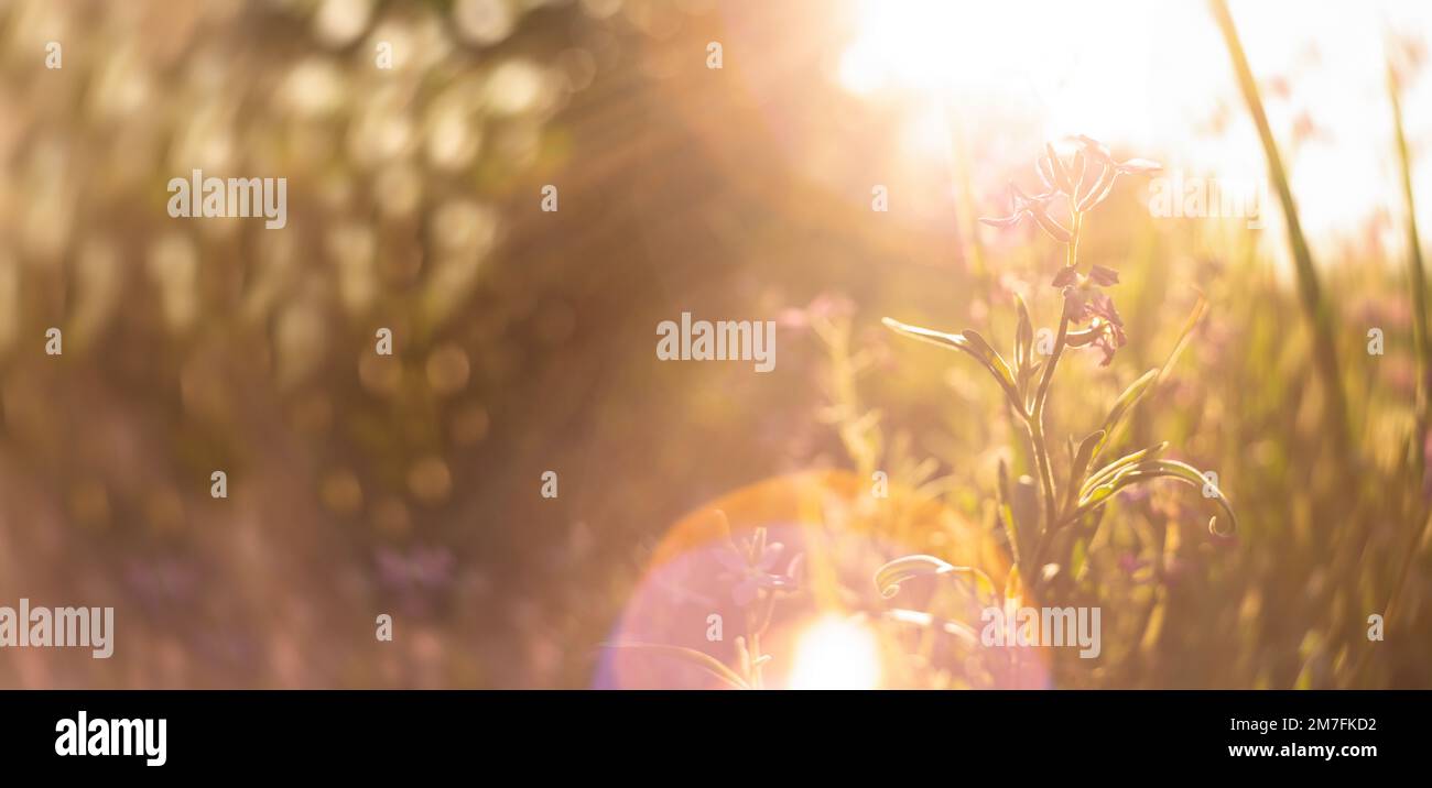 Defocused abstract background of flower Stock Photo