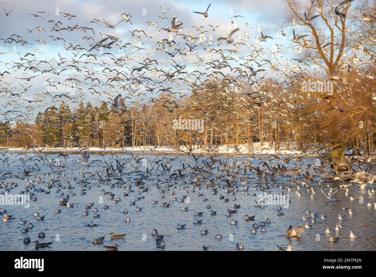 A flock of wintering birds on the White Lake. Gatchina. Leningrad Region, Russia Stock Photo