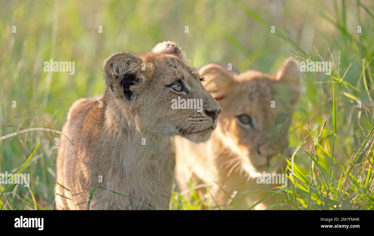 Big lion pride cubs hi-res stock photography and images - Alamy