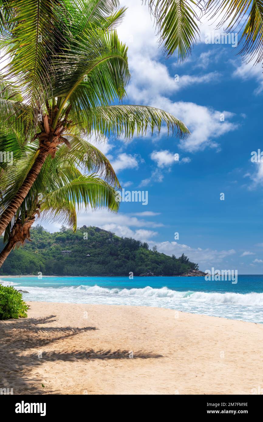 Beautiful beach with palm trees and tropical sea in Paradise island.Summer  vacation and tropical beach concept Stock Photo - Alamy, image size:866x1390