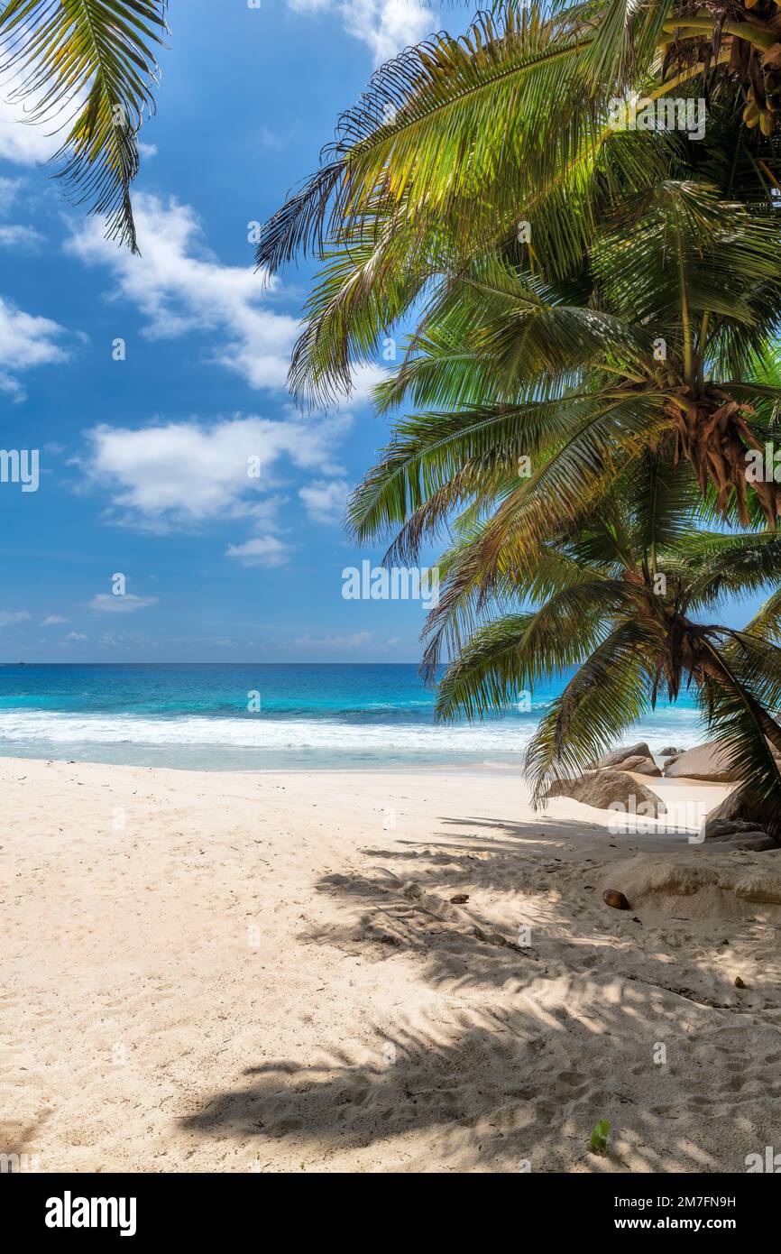 Beautiful beach with palm trees and tropical sea in Paradise island ...