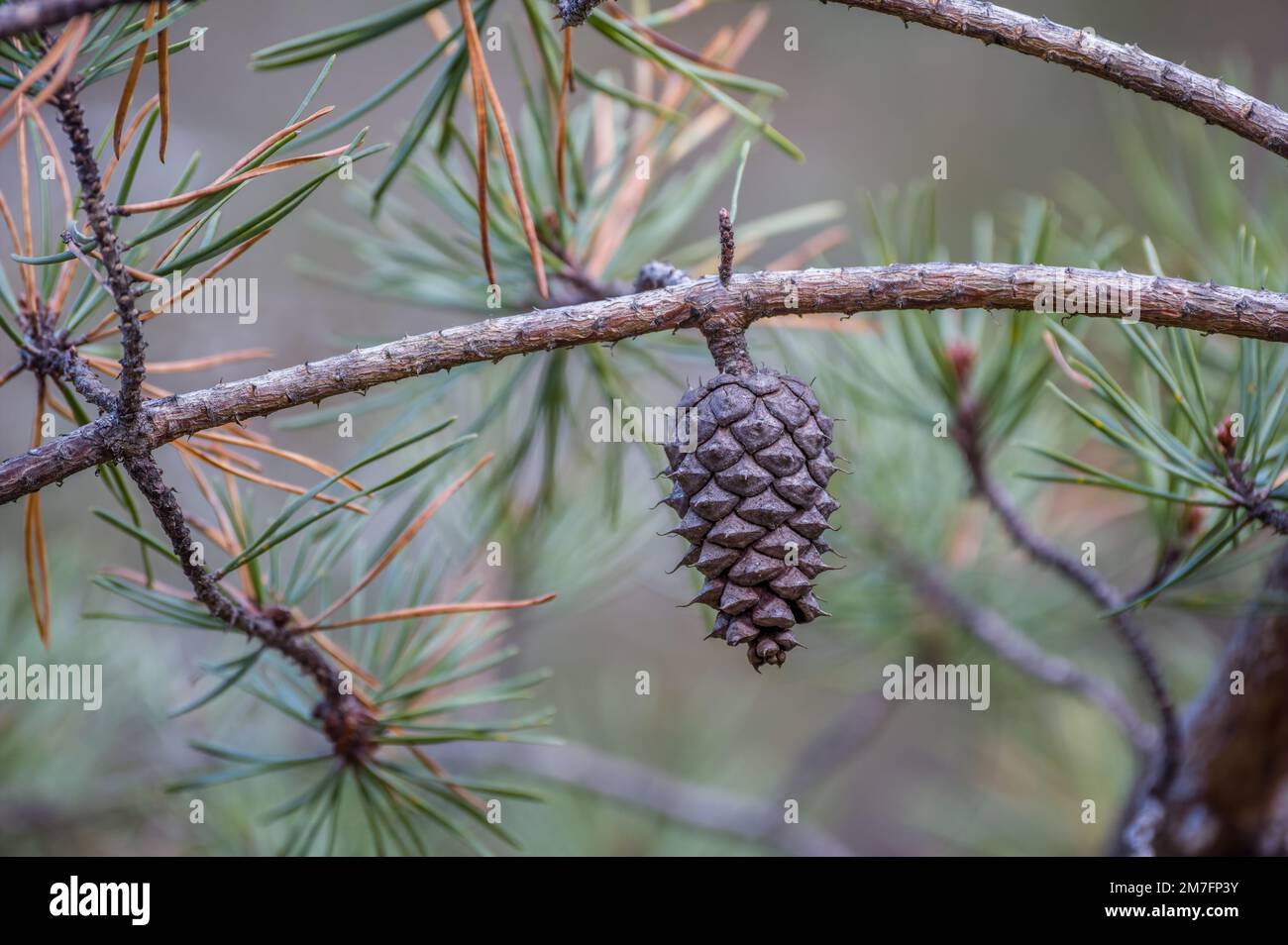 Tiny pine cone hi-res stock photography and images - Alamy