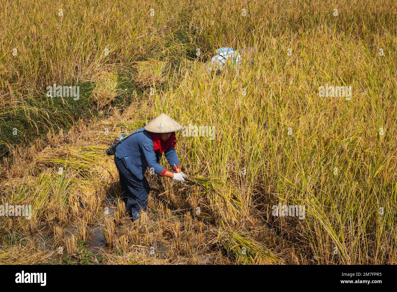 Pai, Thailand. November 21, 2022. Asian woman working in a rice field ...