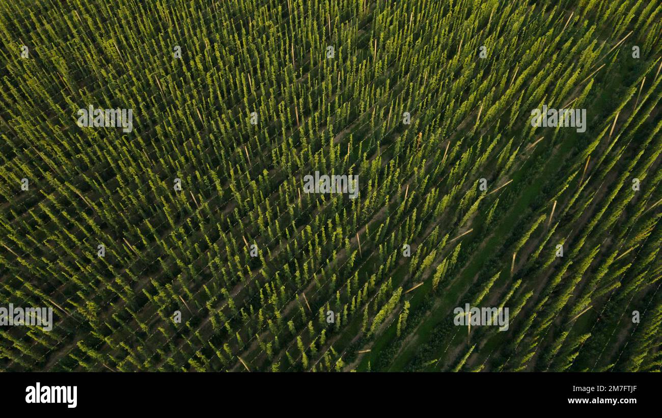 Aerial view to green hops farmyard for production beer, food and drink concept Stock Photo Alamy