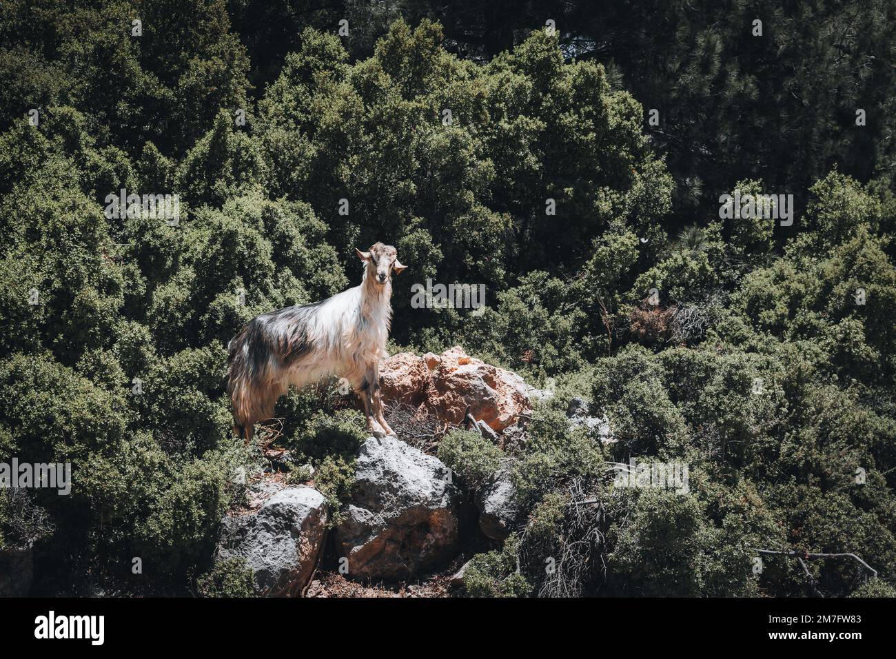 A wild goat in the mountains of Turkey. Wildlife on the Lycian Trail. Stock Photo