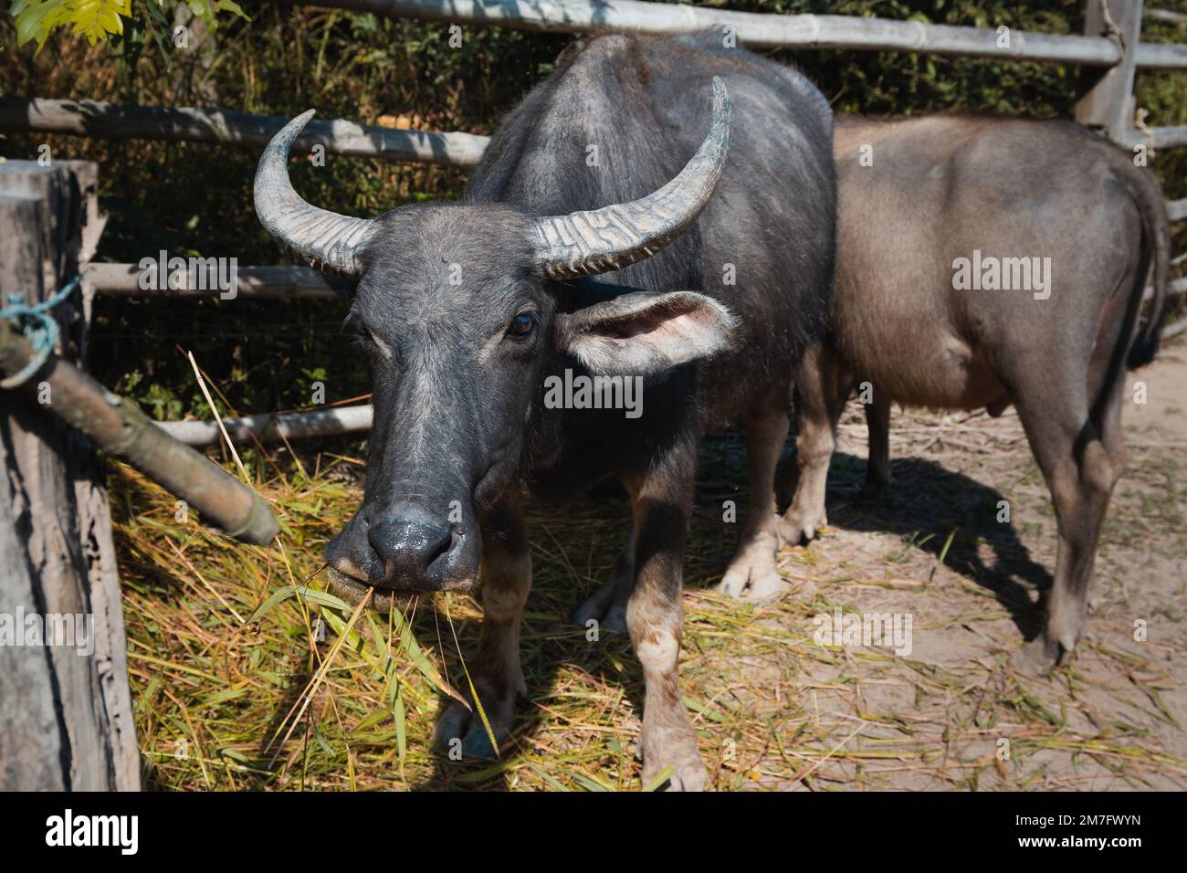Asian water buffalo (Bubalus bubalis) in a pen in Pai, Northern Thailand. Stock Photo