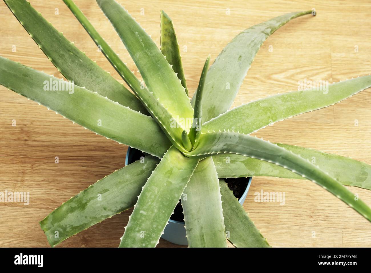 Aloes are frequently grown as ornamentals both in gardens and in pots, for their attractiveness and toughness Stock Photo