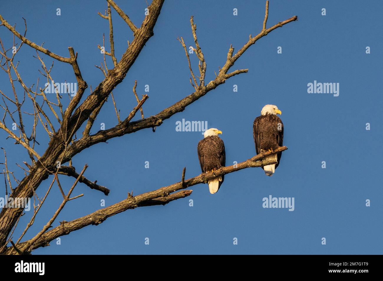Two Bald Eagles (Haliaeetus leucocephalus) pair perched on tree on cold day in winter Stock Photo