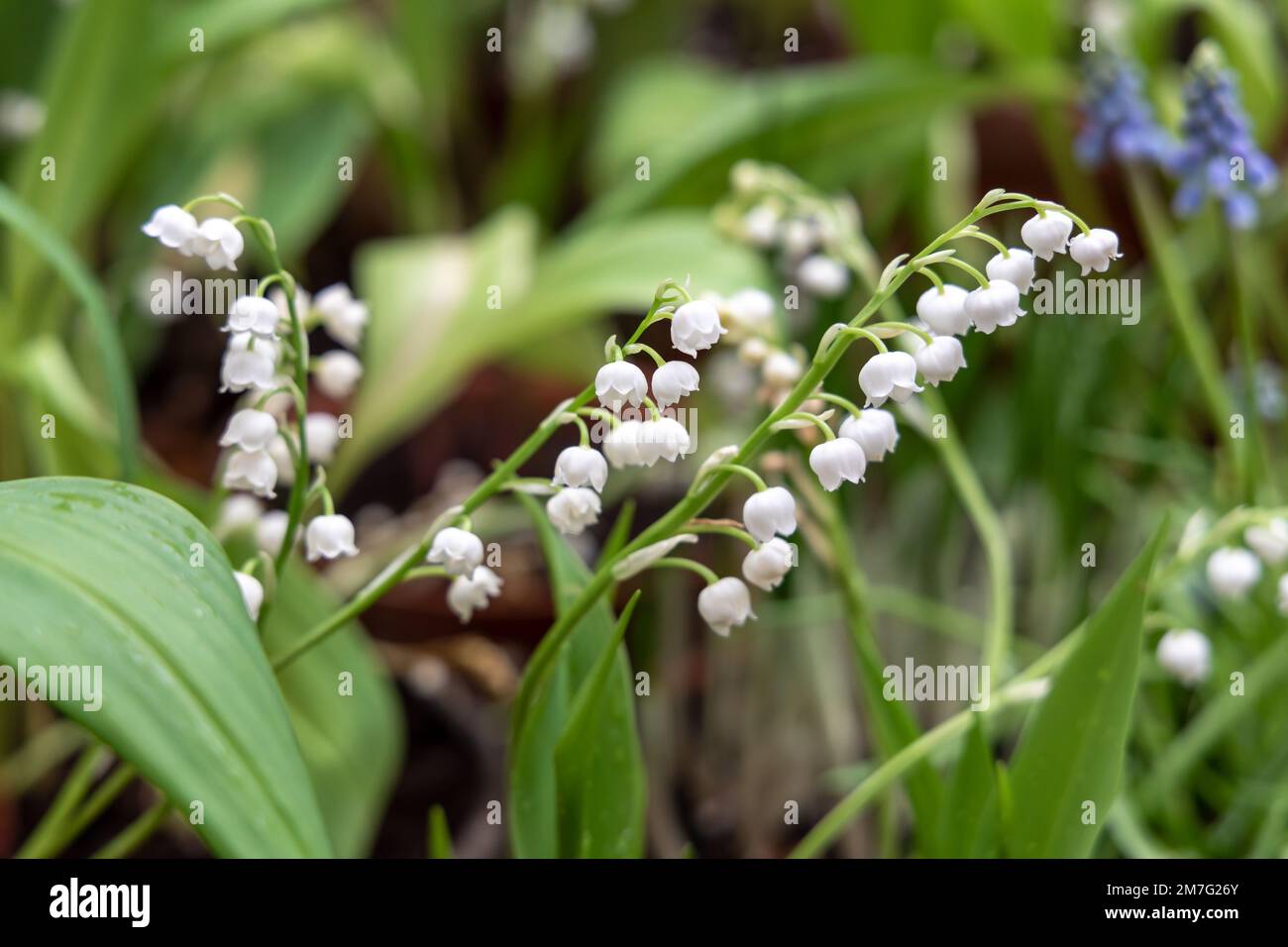 Flowers white lily of the valley close-up on a green background Stock ...