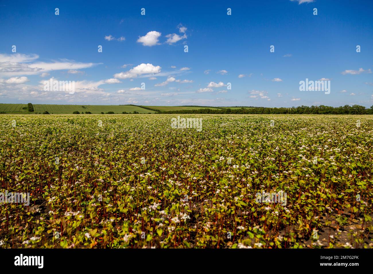 Buckwheat blooms in the field. White flowers. Sky with dark clouds