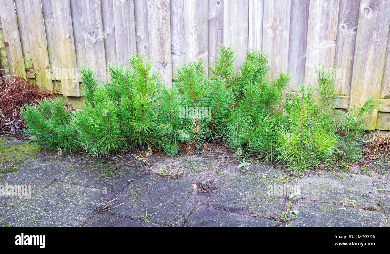 Dwarf mountain pines (Pinus mugo) in a garden Stock Photo