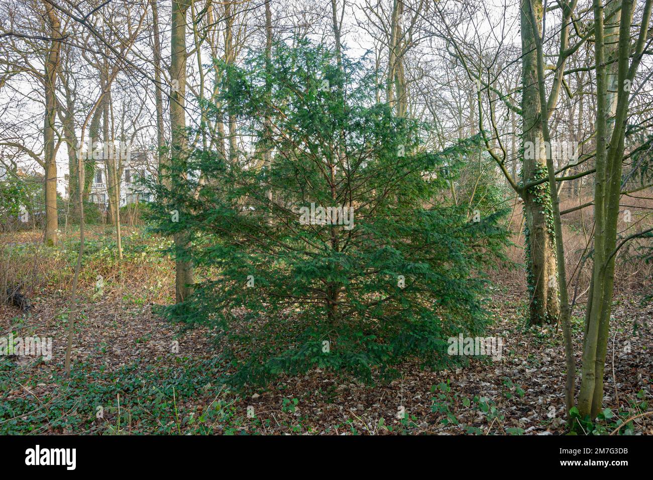 Yew tree (Taxus baccata) growing in the shade below other trees in a