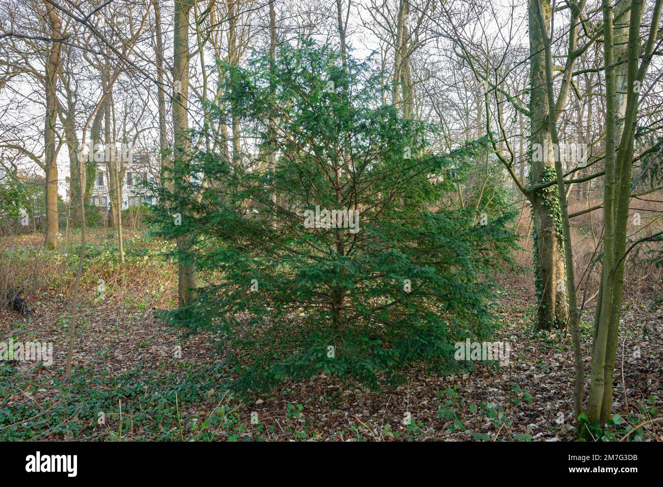 Yew tree (Taxus baccata) growing in the shade below other trees in a park Stock Photo