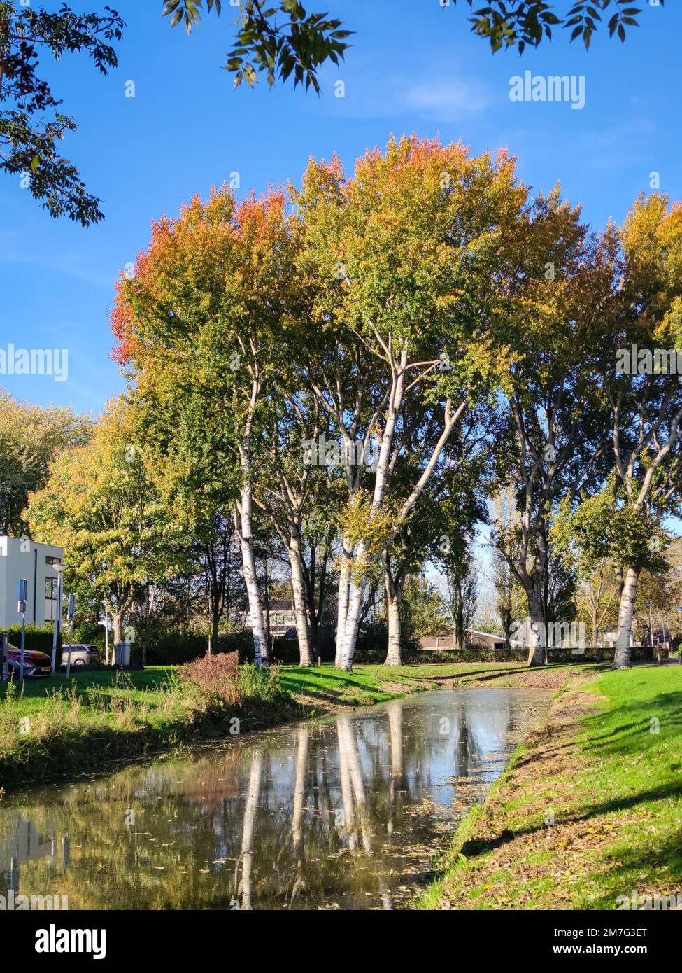 Grey poplar (Populus canescens) with beautiful autumn foliage along the edge of the water Stock Photo