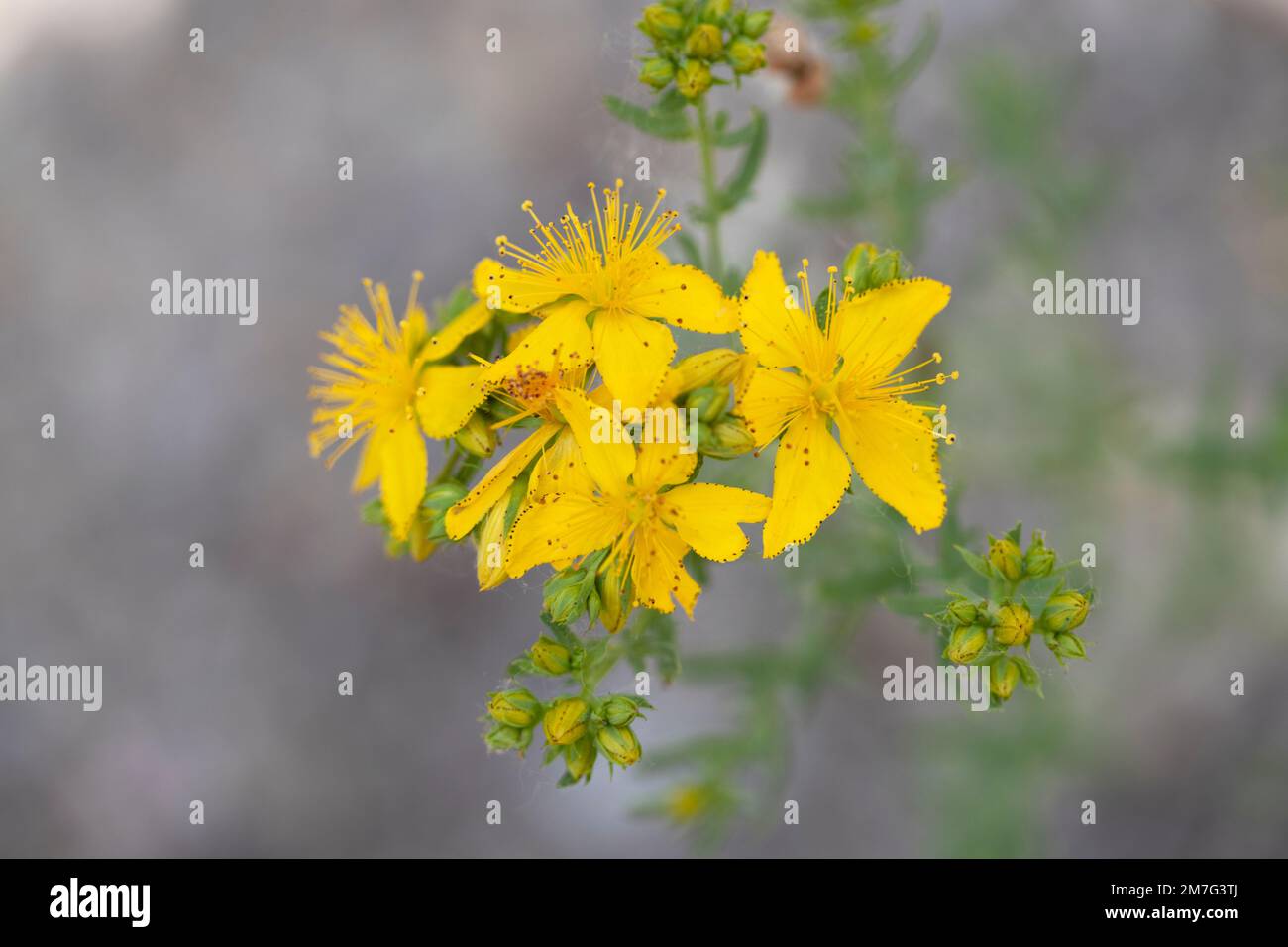 Hypericum flower and plant Stock Photo