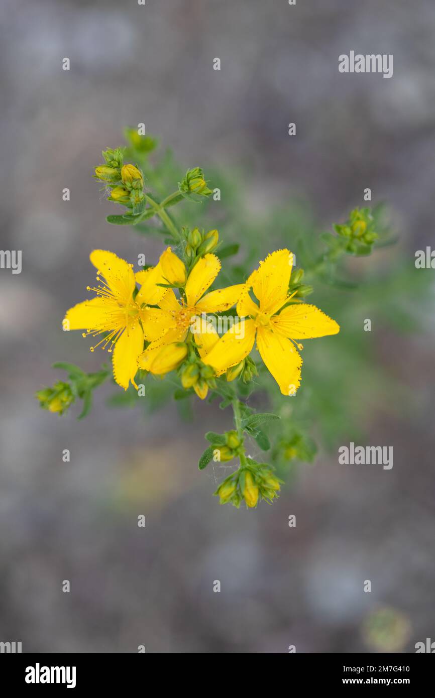 Hypericum flower and plant Stock Photo